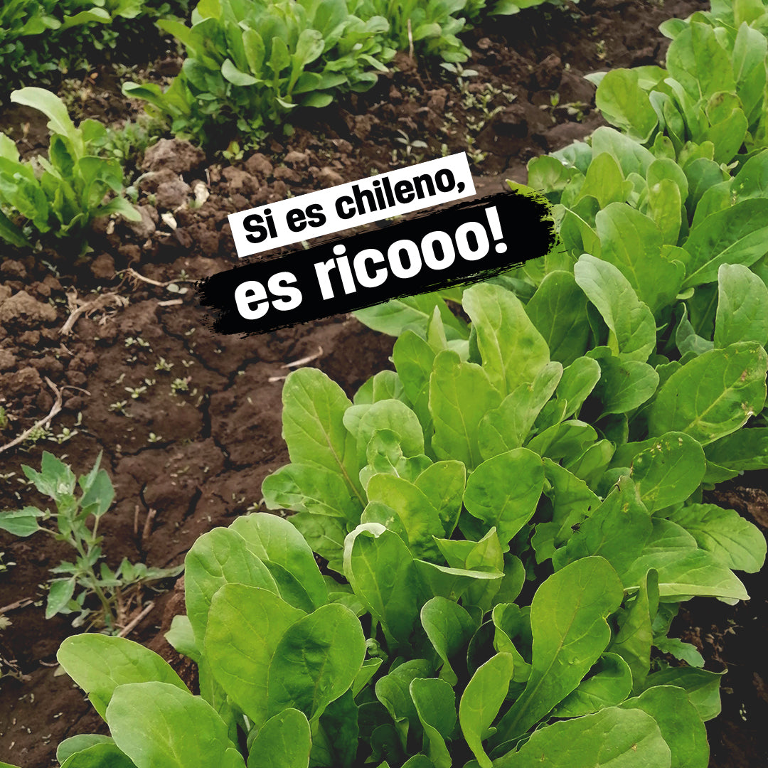 Si es chileno, es ricooo