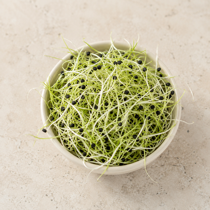Brote de Cebolla 70gr