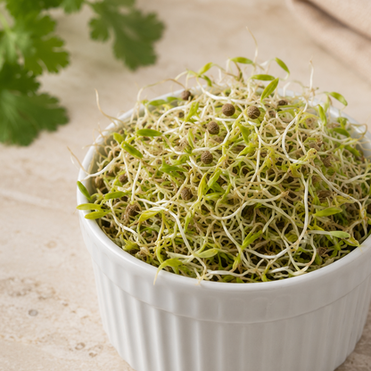 Brote de Cilantro 70gr